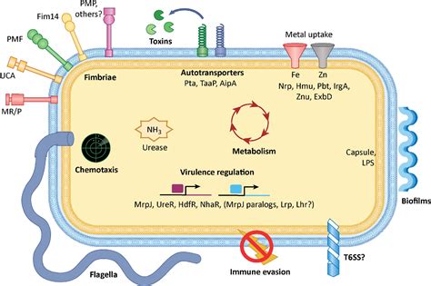 proteus mirabilis|Pathogenesis of Proteus mirabilis Infection .